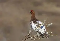 Willow Ptarmigan