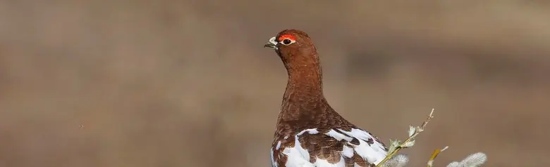 Willow Ptarmigan