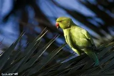 Rose-ringed Parakeet
