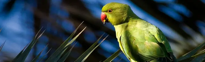 Rose-ringed Parakeet