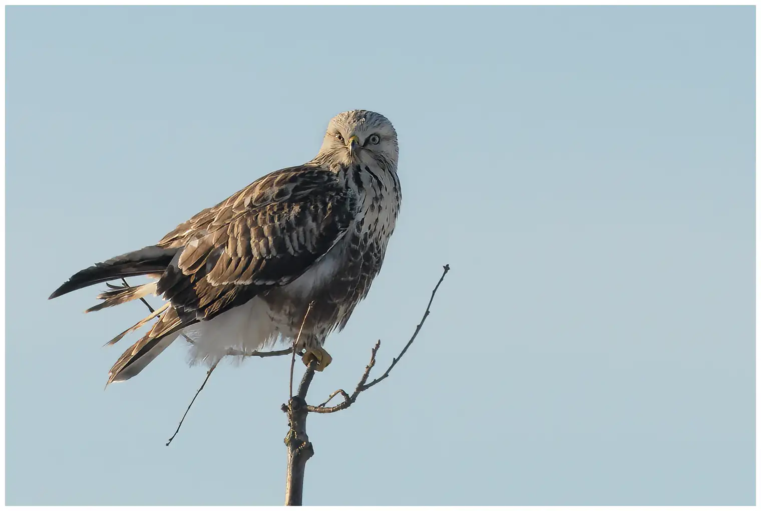 Rough-legged hawk