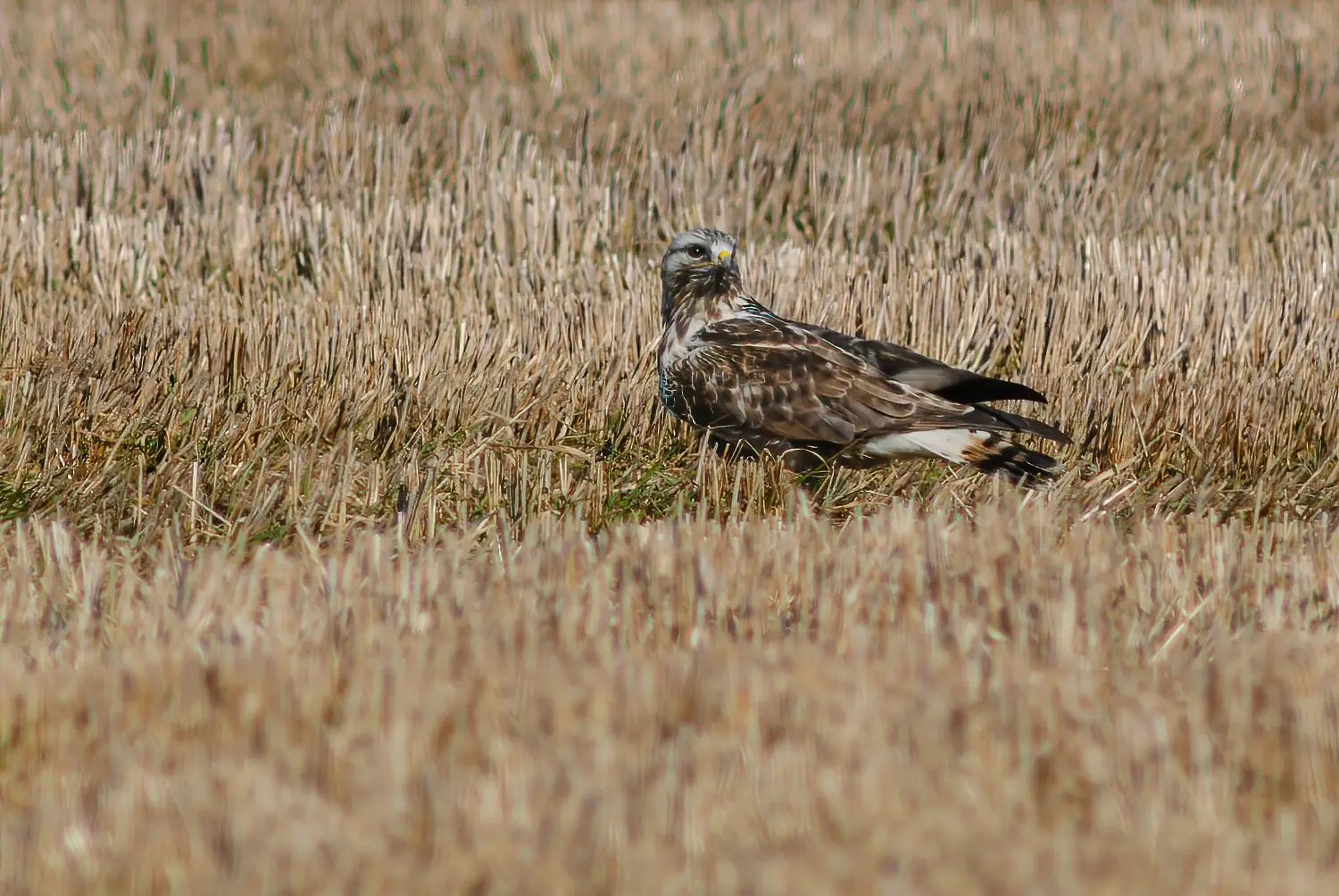 Rough-legged hawk