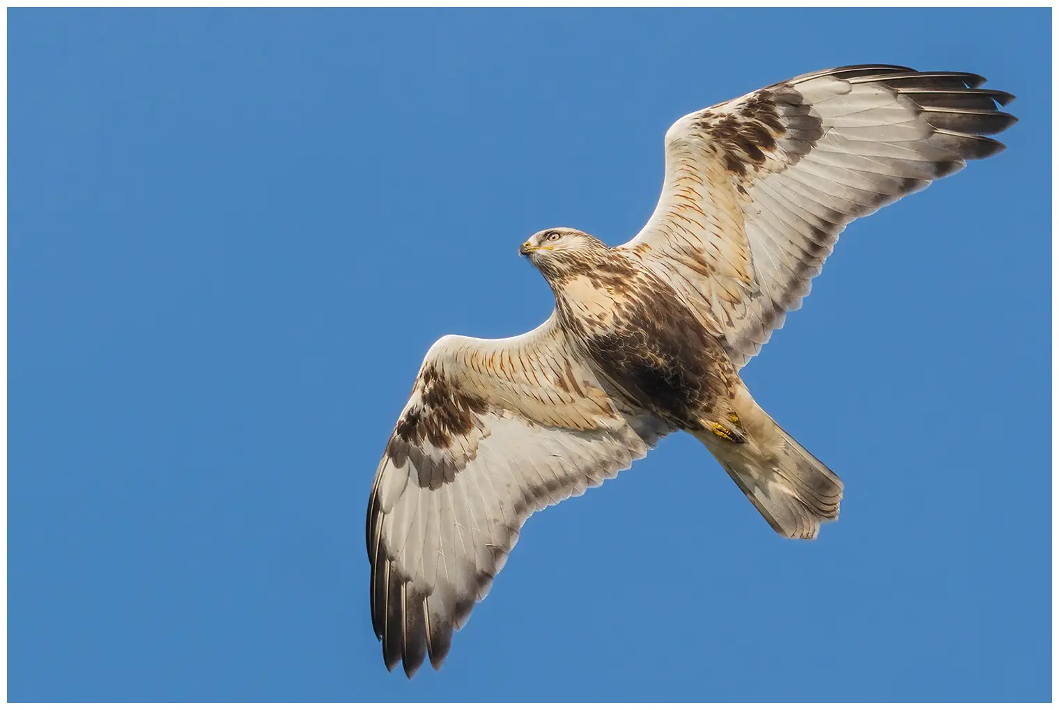 Rough-legged hawk