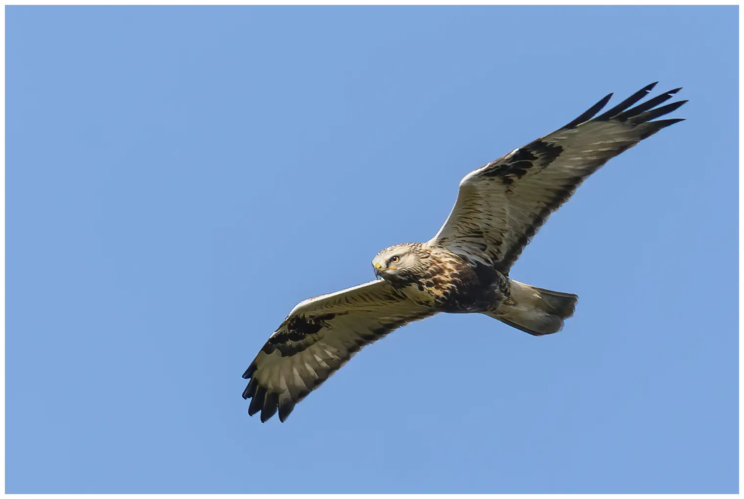 Rough-legged hawk