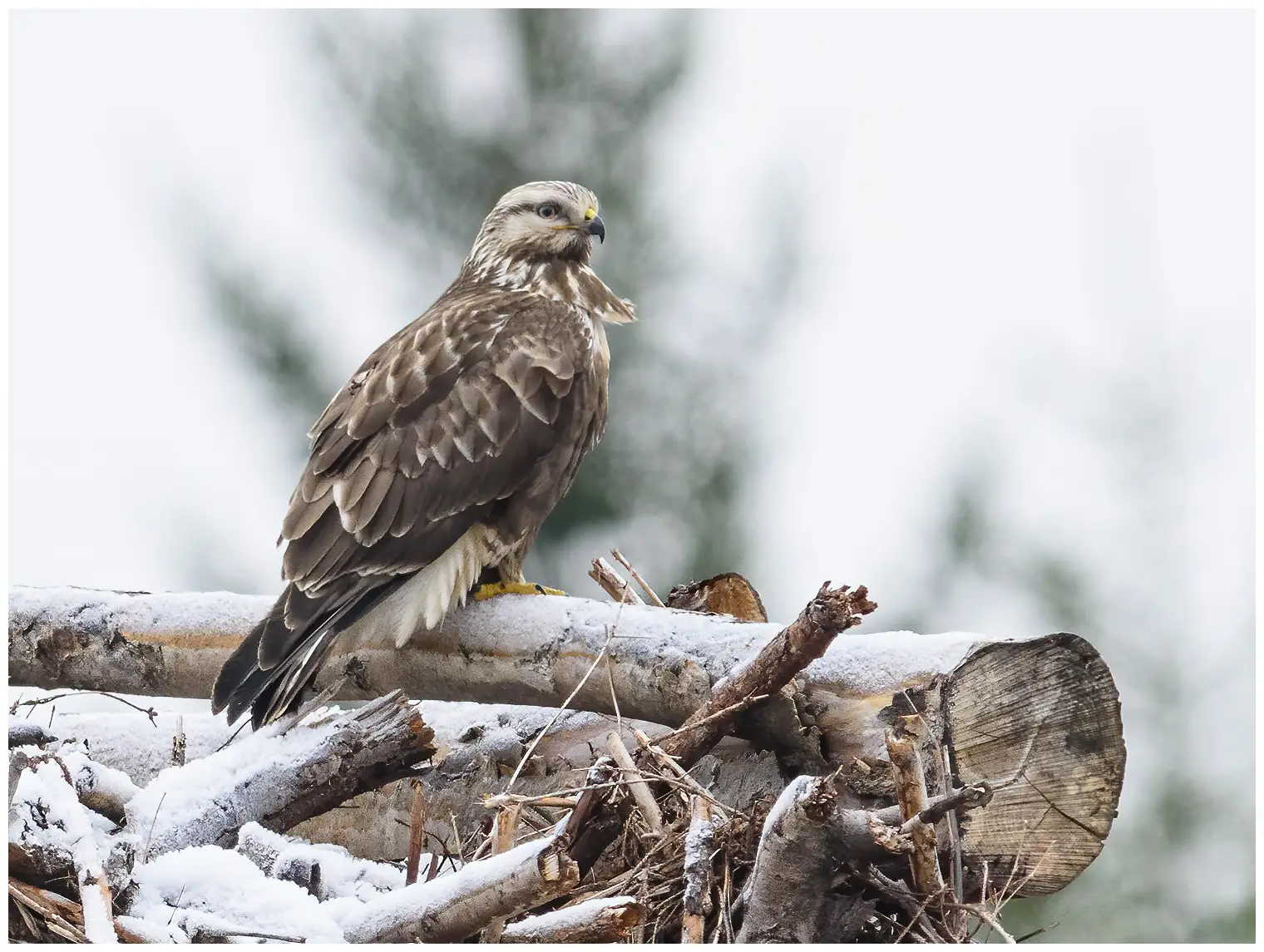 Rough-legged hawk