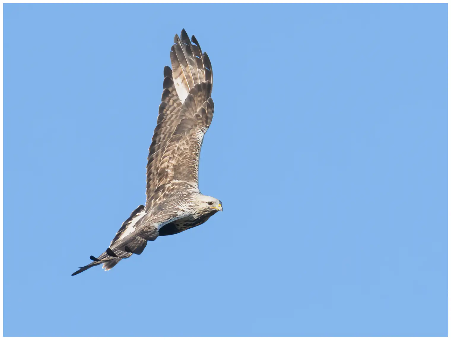 Rough-legged hawk