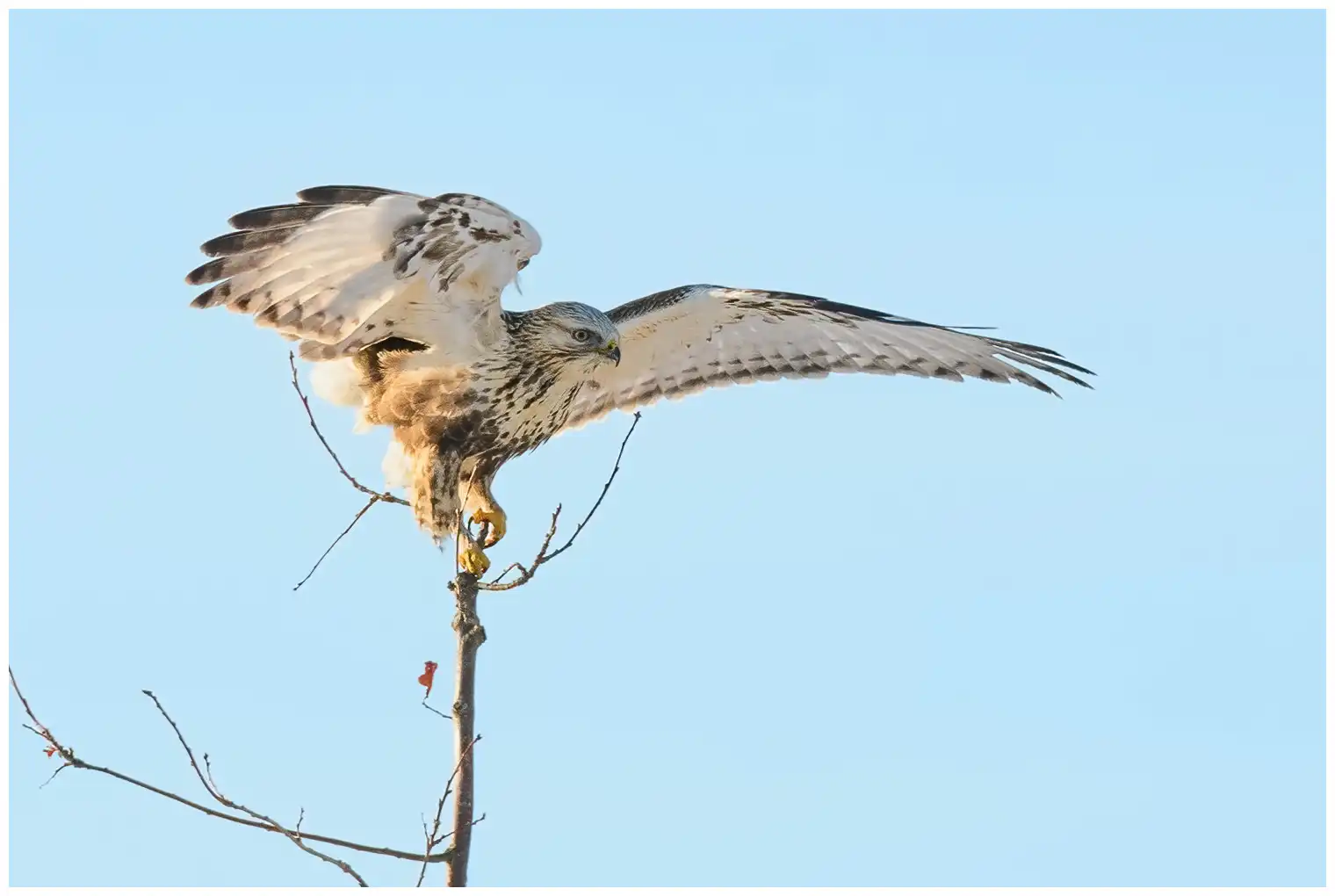 Rough-legged hawk