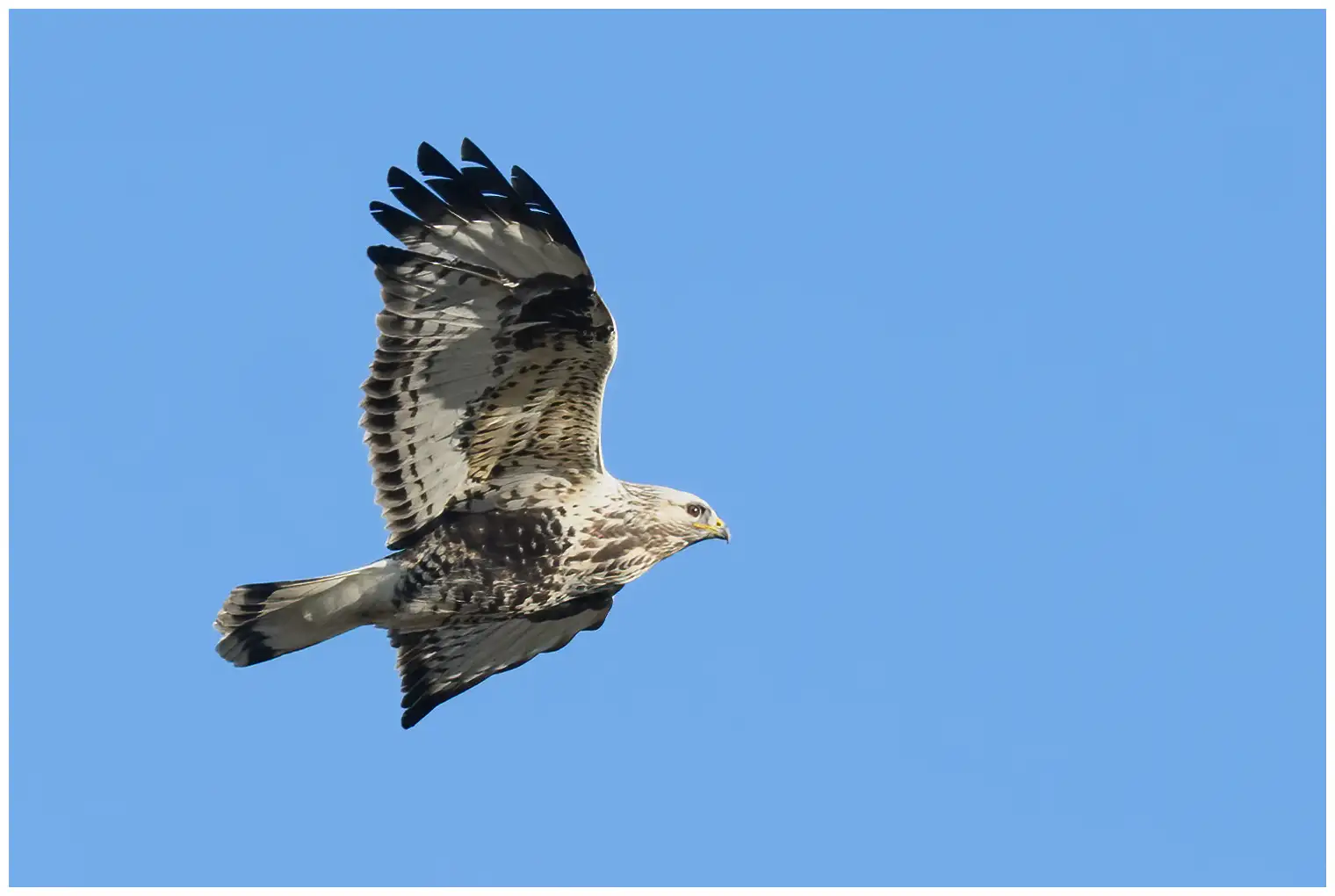 Rough-legged hawk