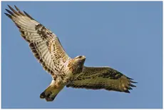Rough-legged hawk