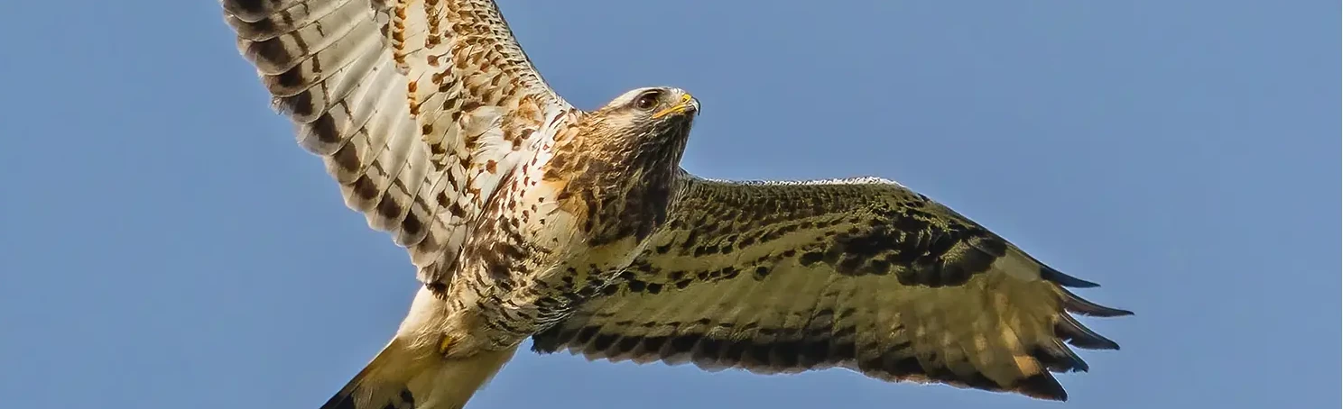 Rough-legged hawk. Seen from the underside up towards the sky. ysere Light plumage. The bird has a white tail with a dark trailing edge.