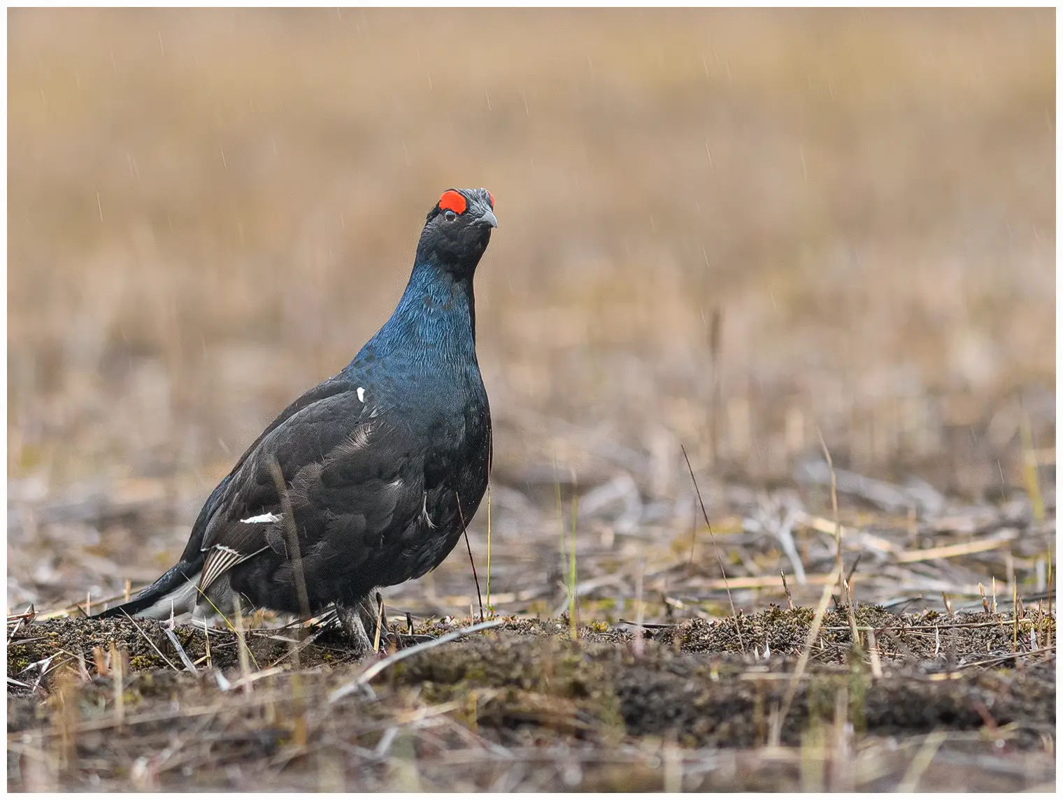 Black Grouse