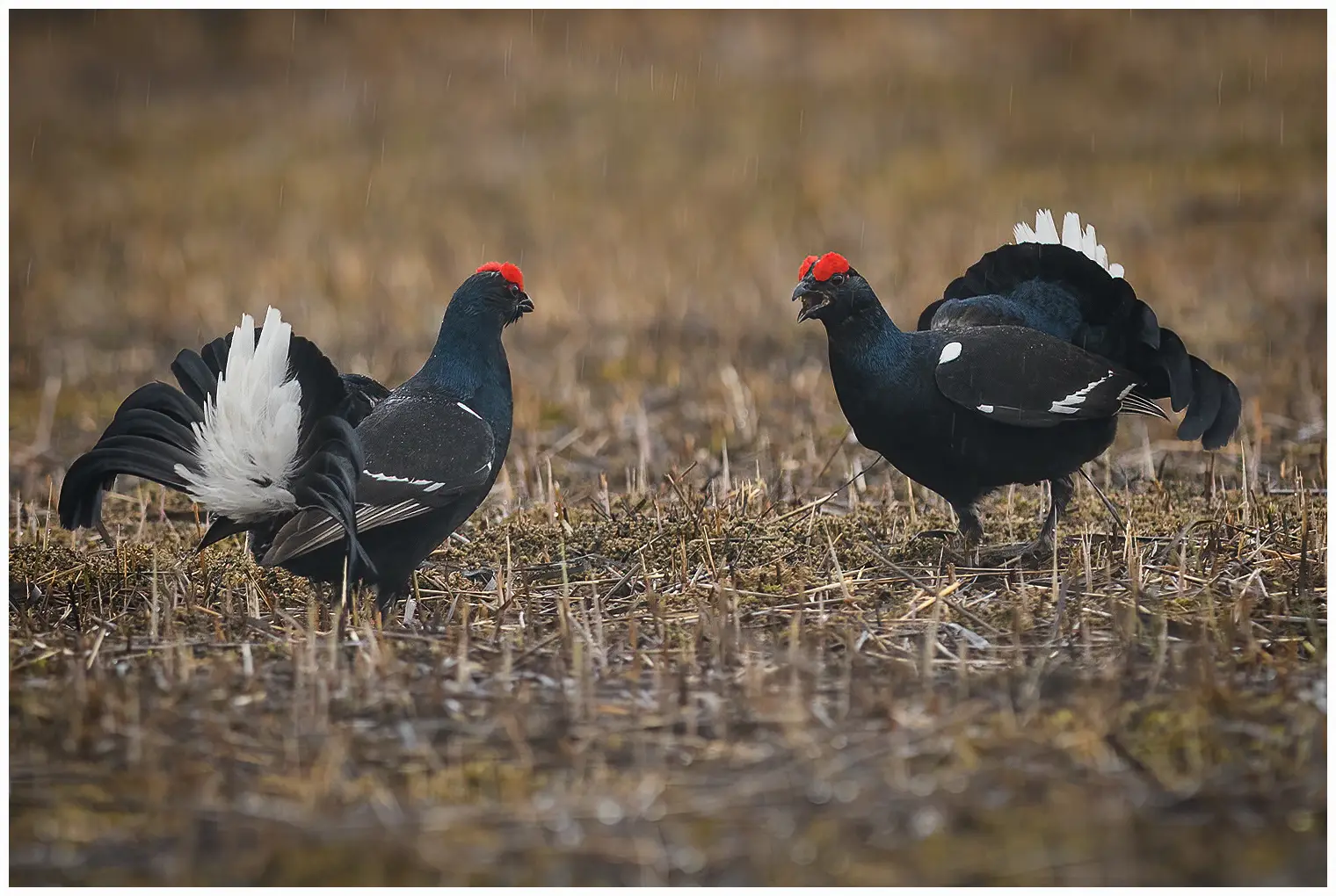 Black Grouse