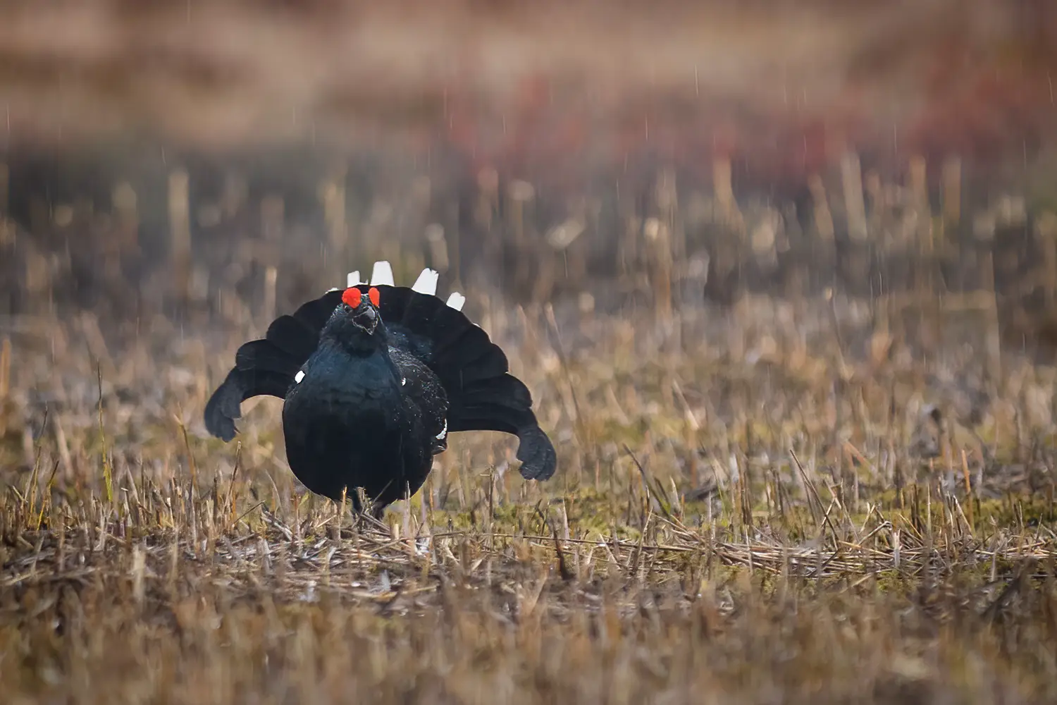 Black Grouse