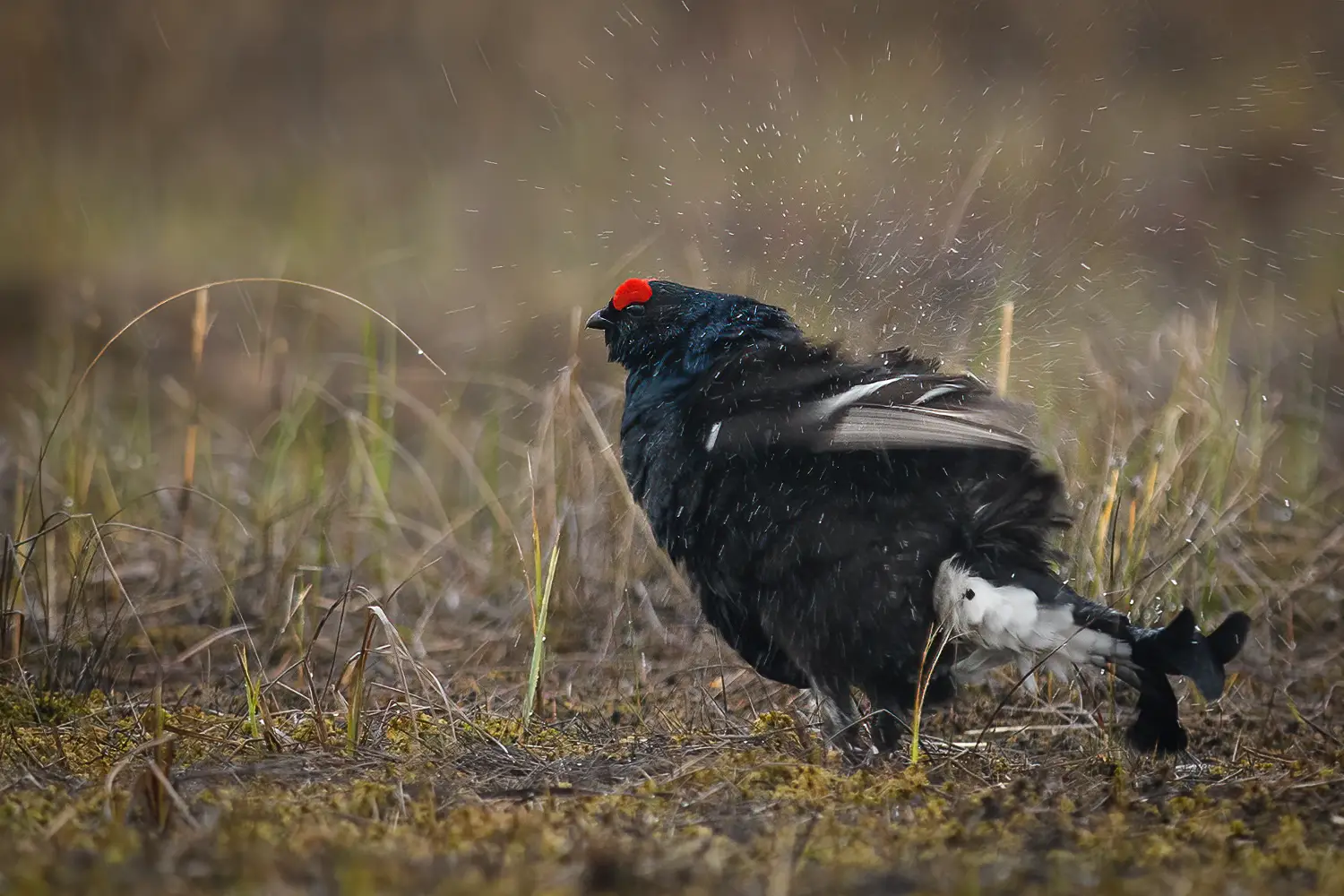 Black Grouse