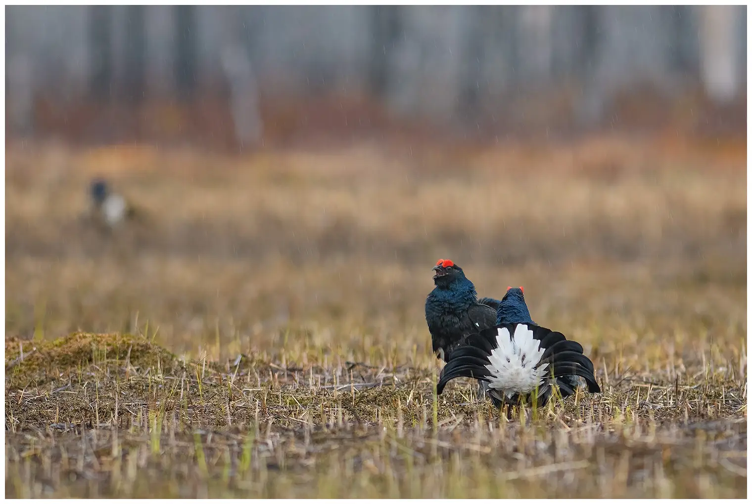 Black Grouse