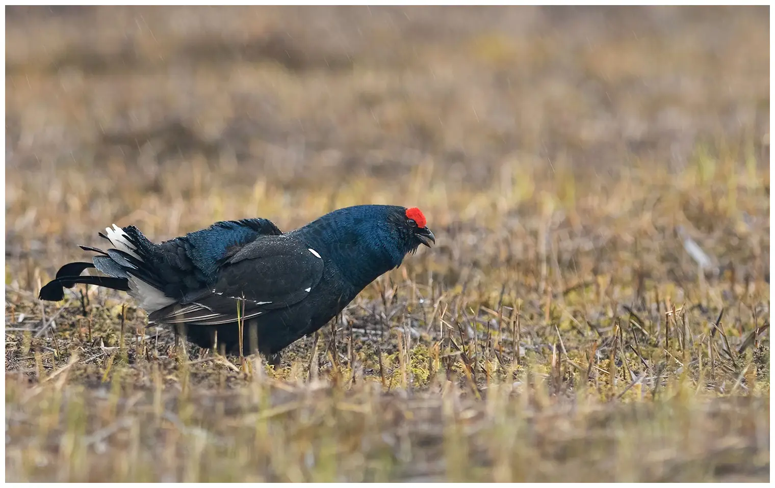 Black Grouse