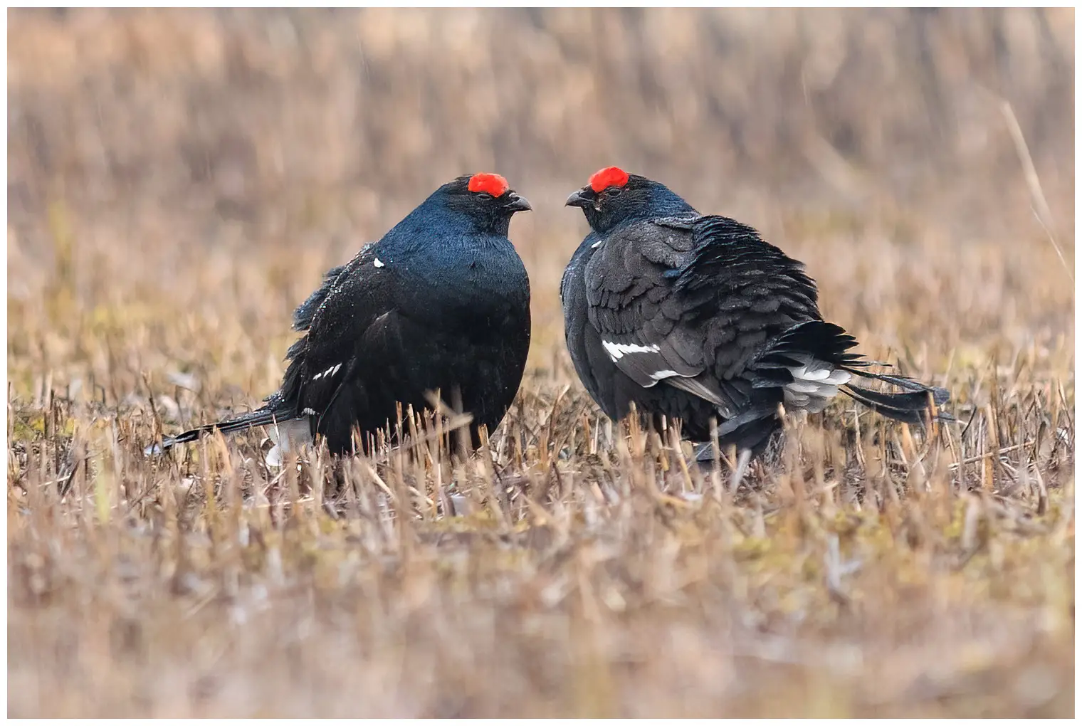 Black Grouse