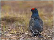 Black Grouse