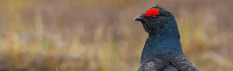 Black Grouse. Almost black with blue-like feathers on the chest. Distinctive red stripe above the eye.