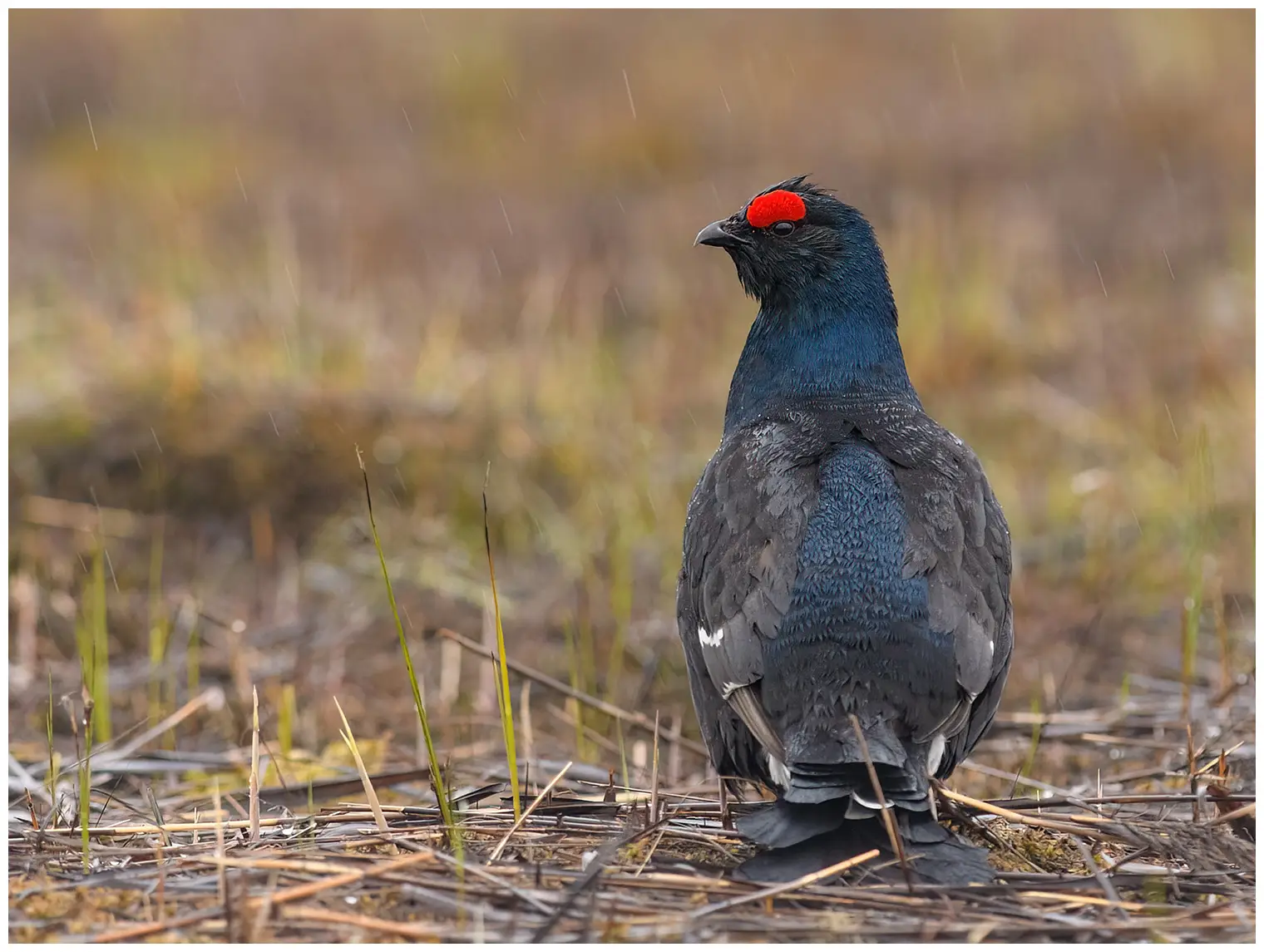 Black Grouse. Almost black with blue-like feathers on the chest. Distinctive red stripe above the eye.