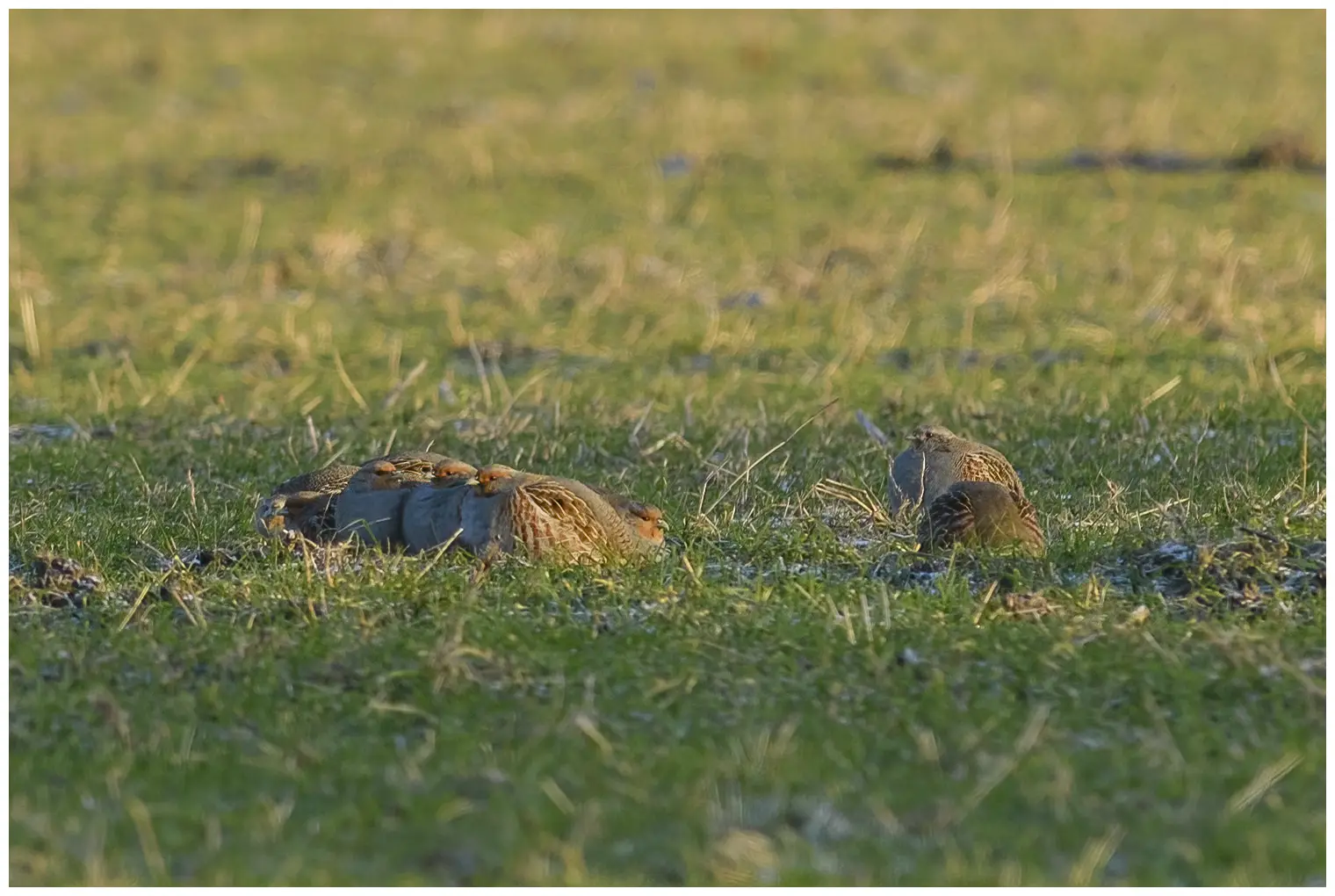 Grey Partridge