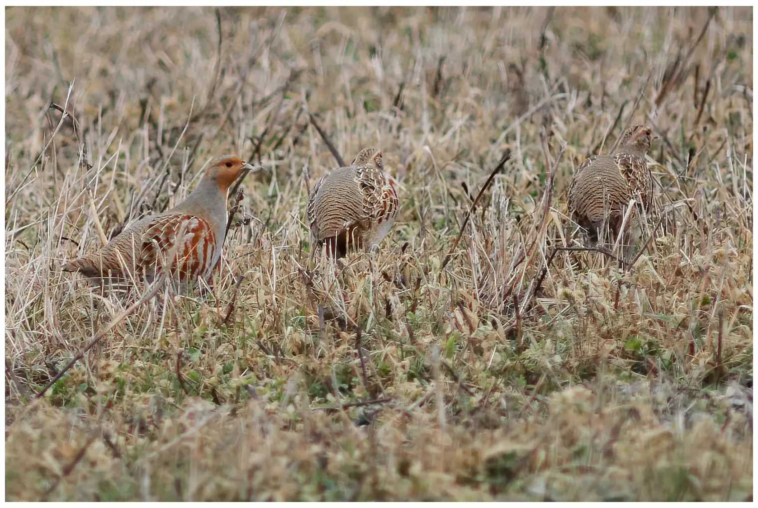 Grey Partridge