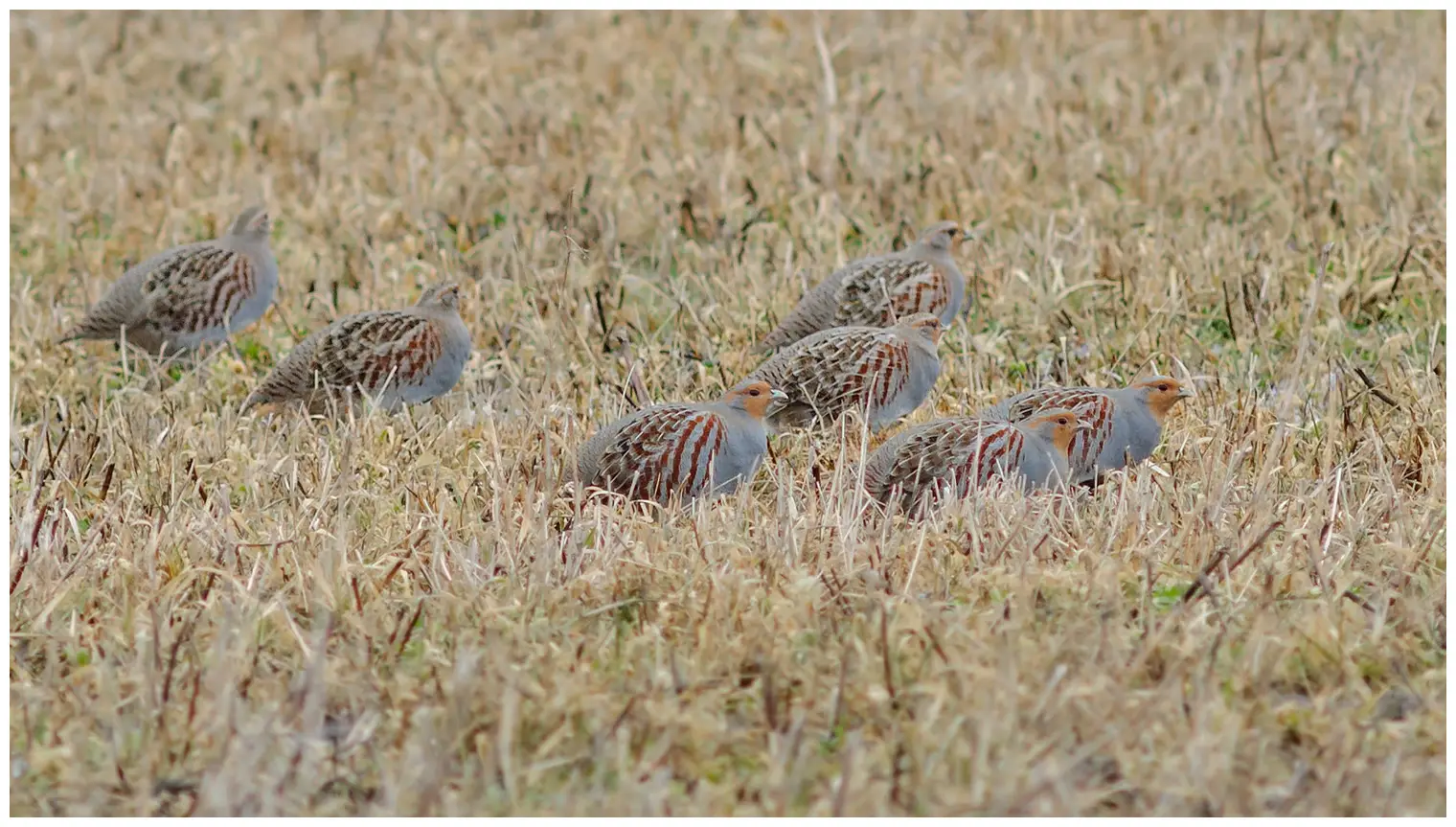 Grey Partridge