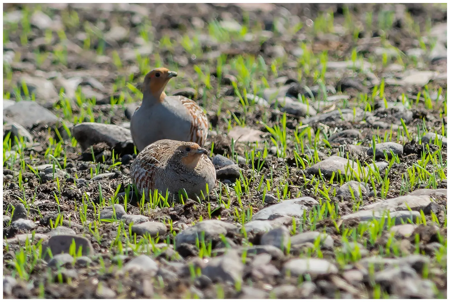 Grey Partridge