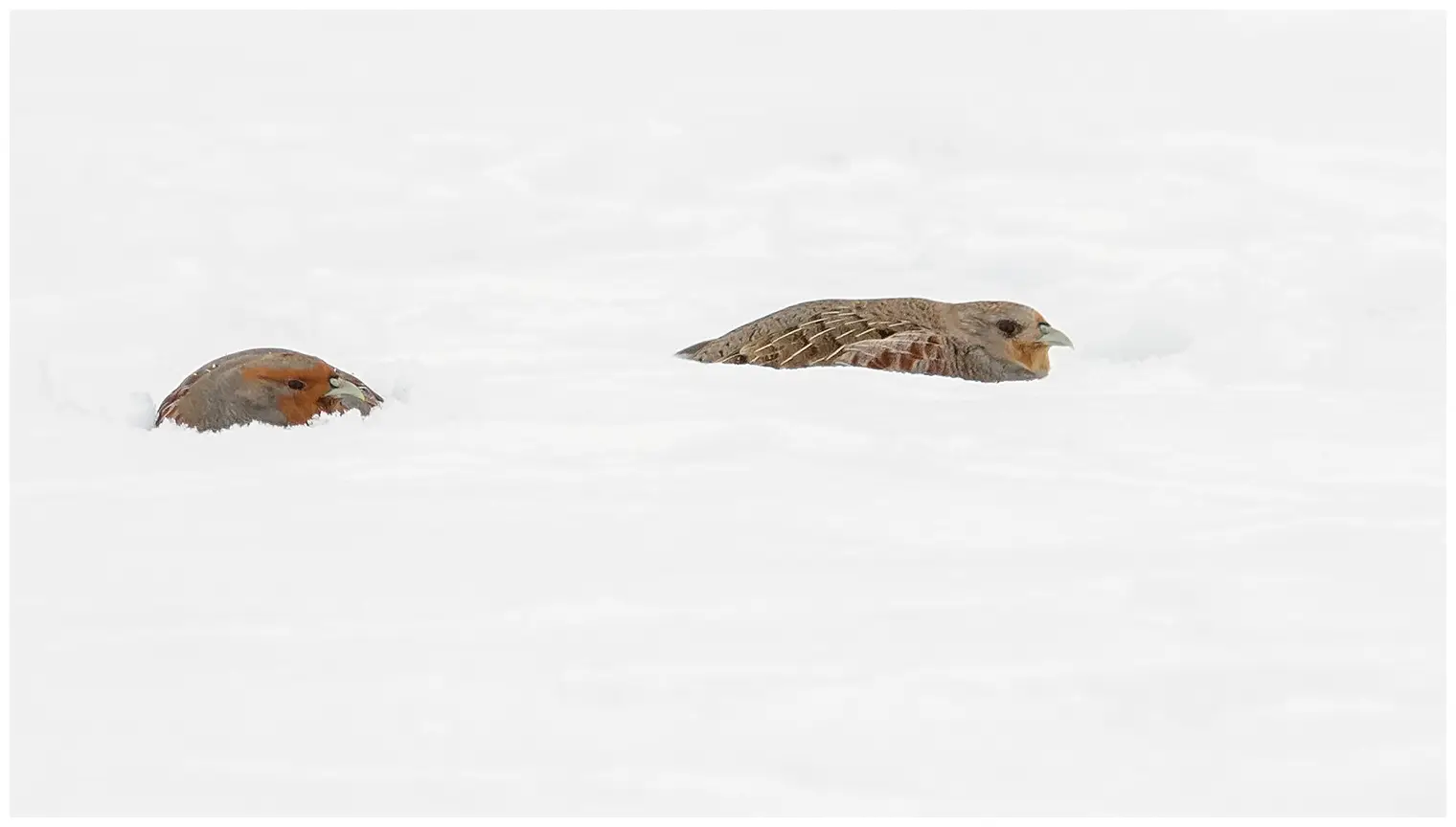 Grey Partridge