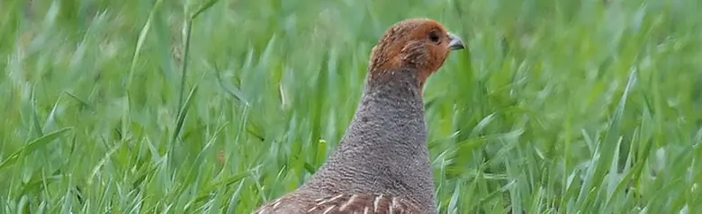 Grey Partridge. Walking in the field. Brown-striped back camouflages well in the grass. Gray chest with a fine pattern, and the head is orange-brown.