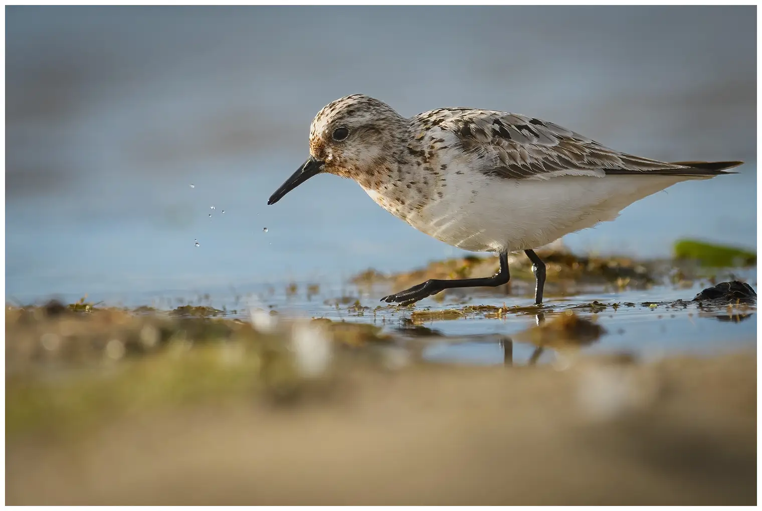 Sanderling