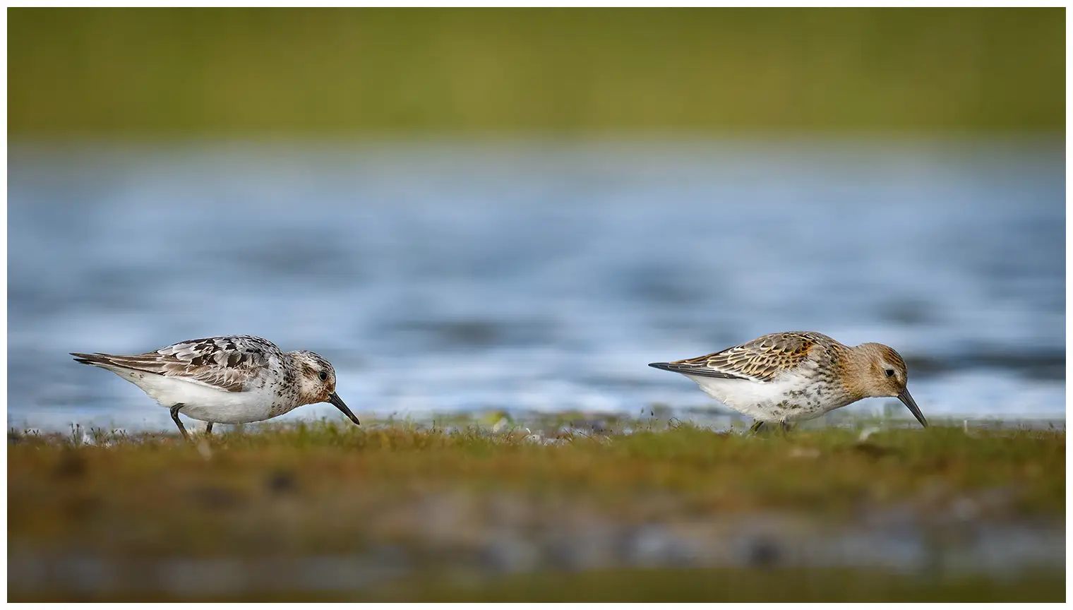 Sanderling