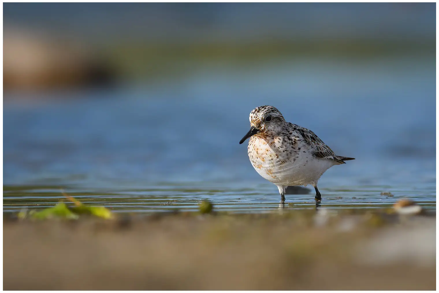 Sanderling