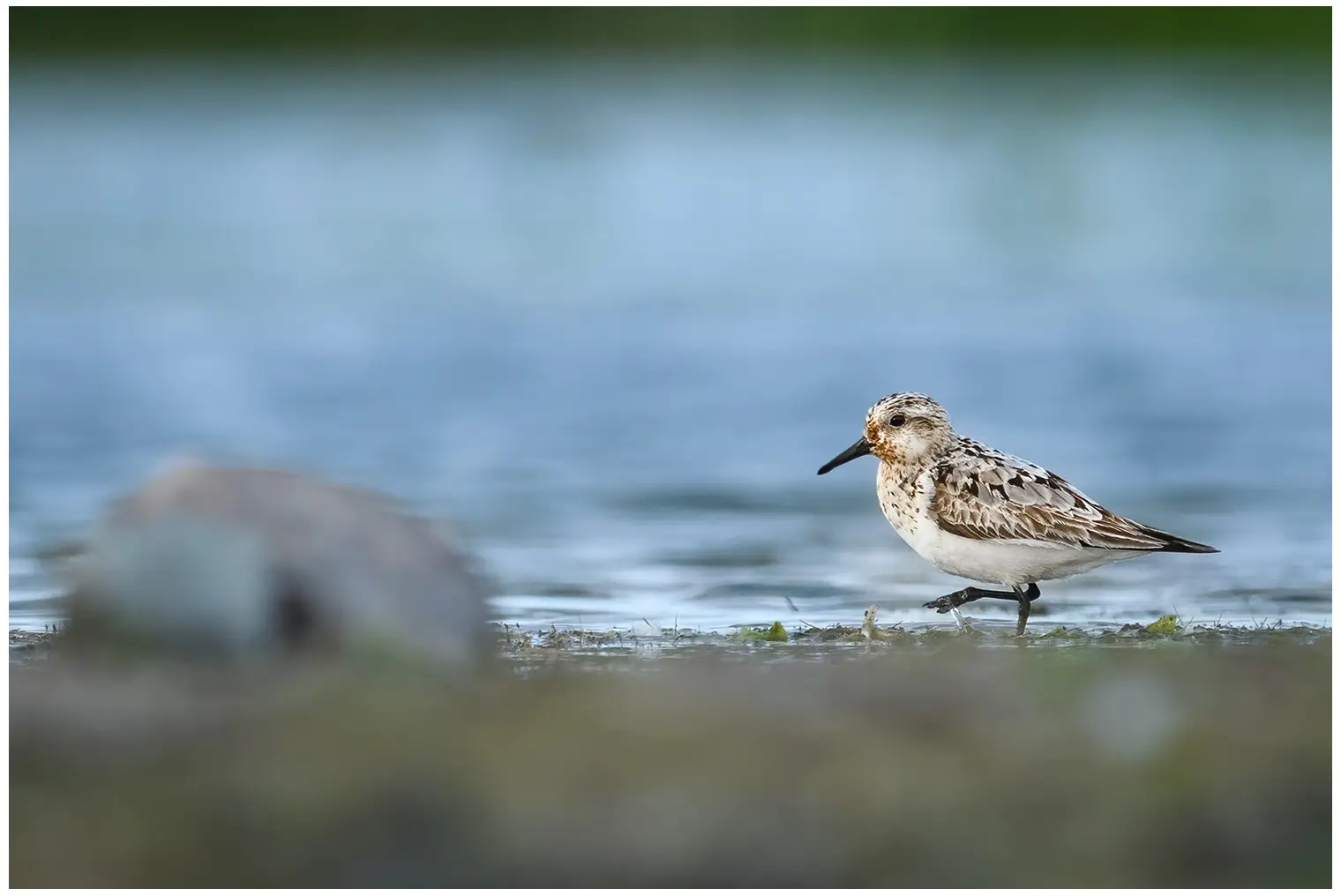 Sanderling