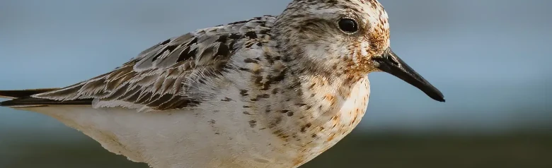 Sanderling