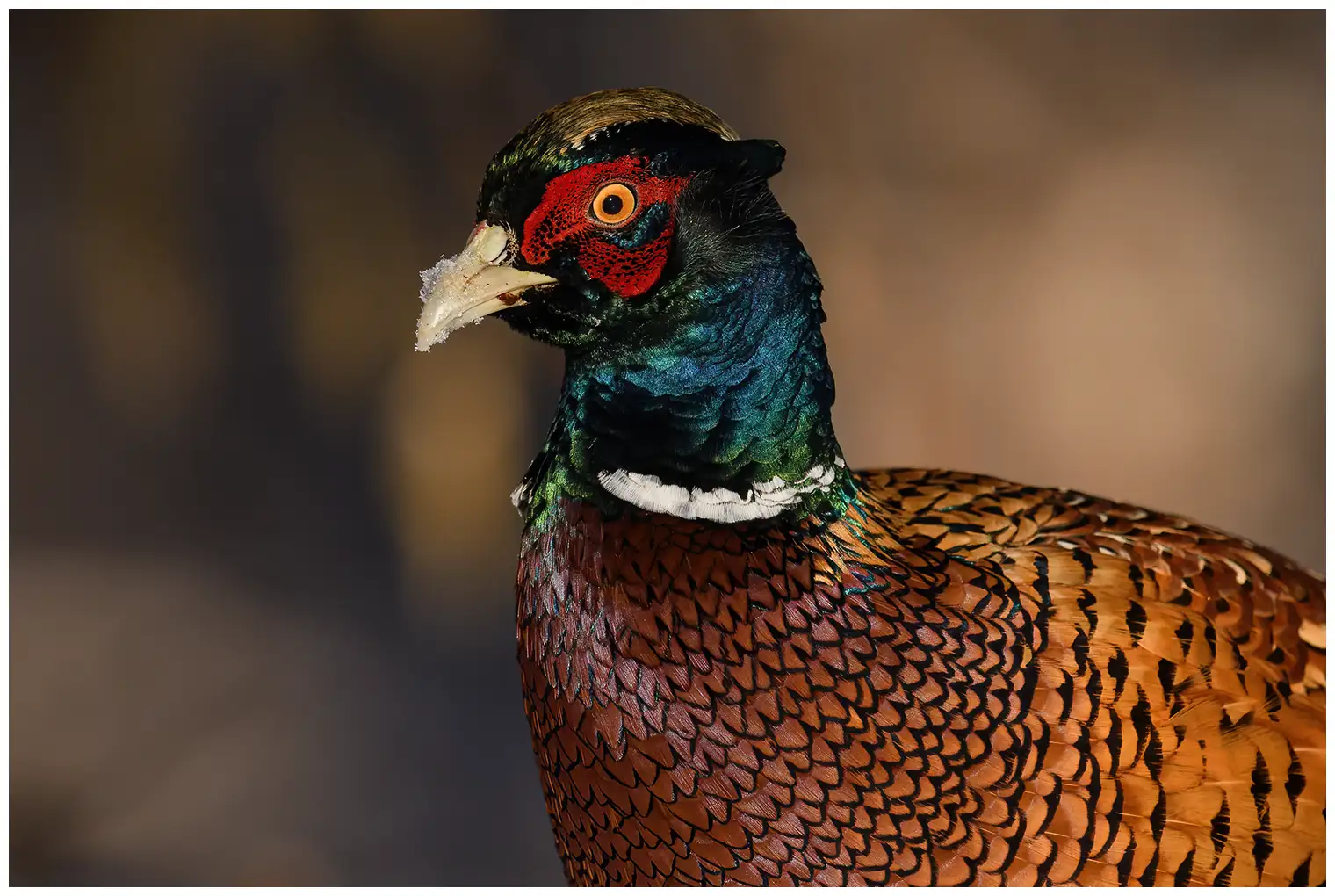 Pheasant