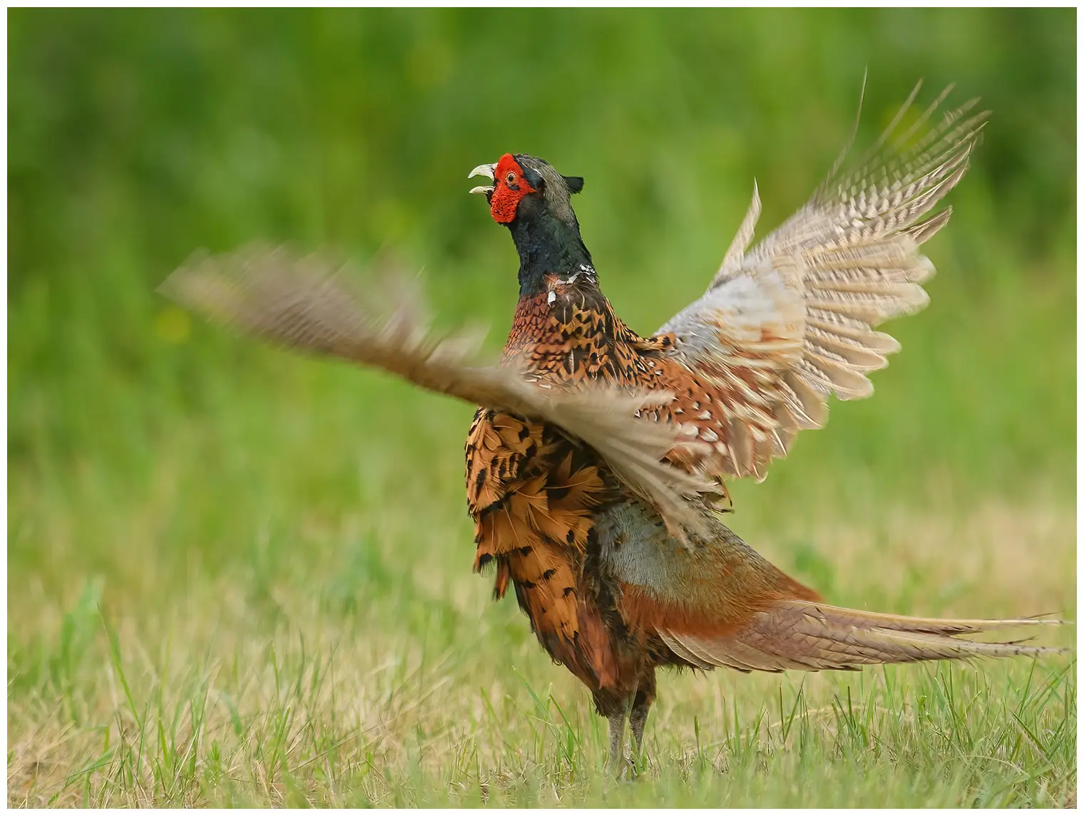 Pheasant