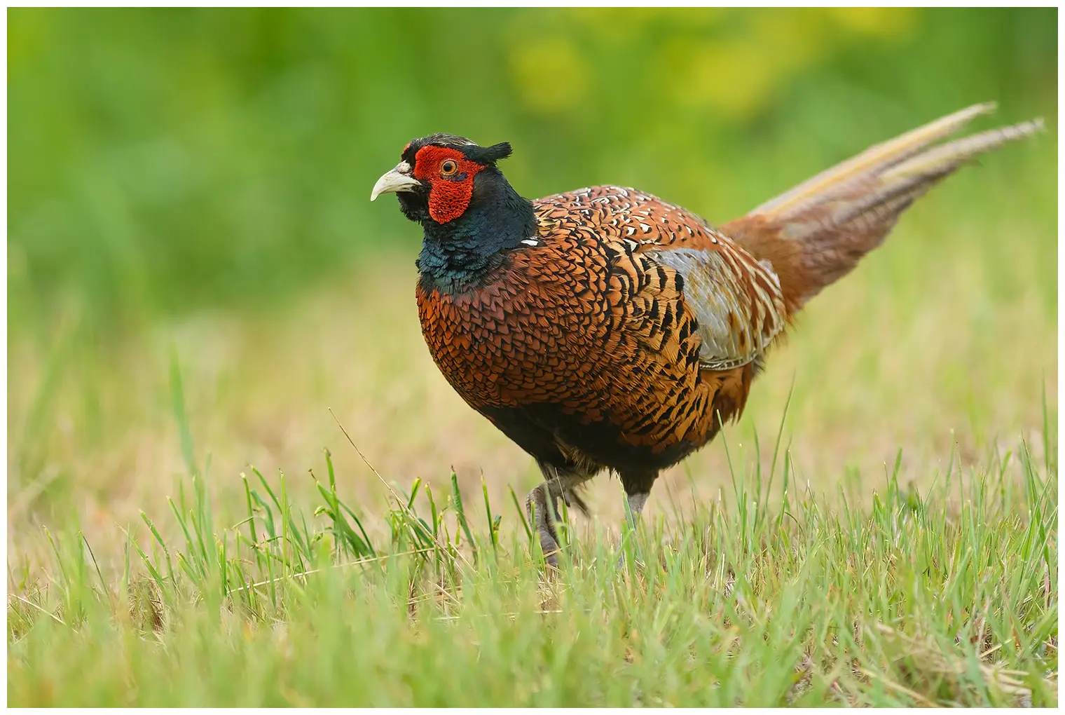 Pheasant
