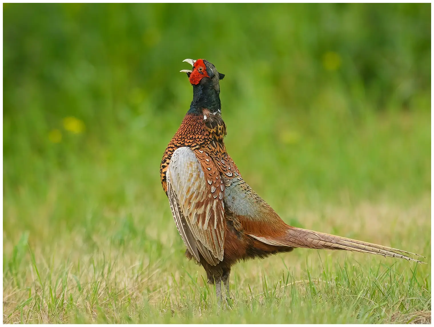 Pheasant
