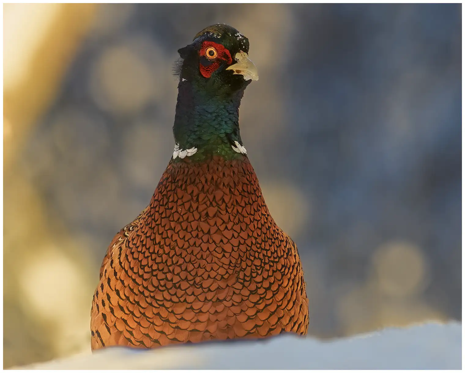 Pheasant