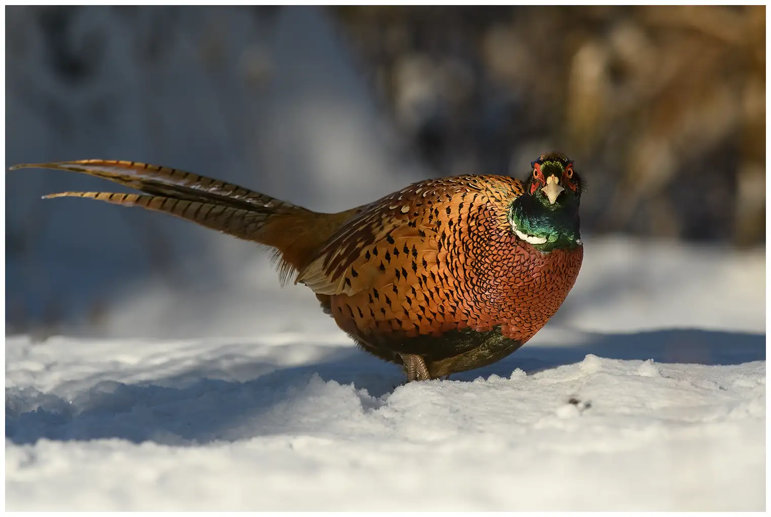 Pheasant