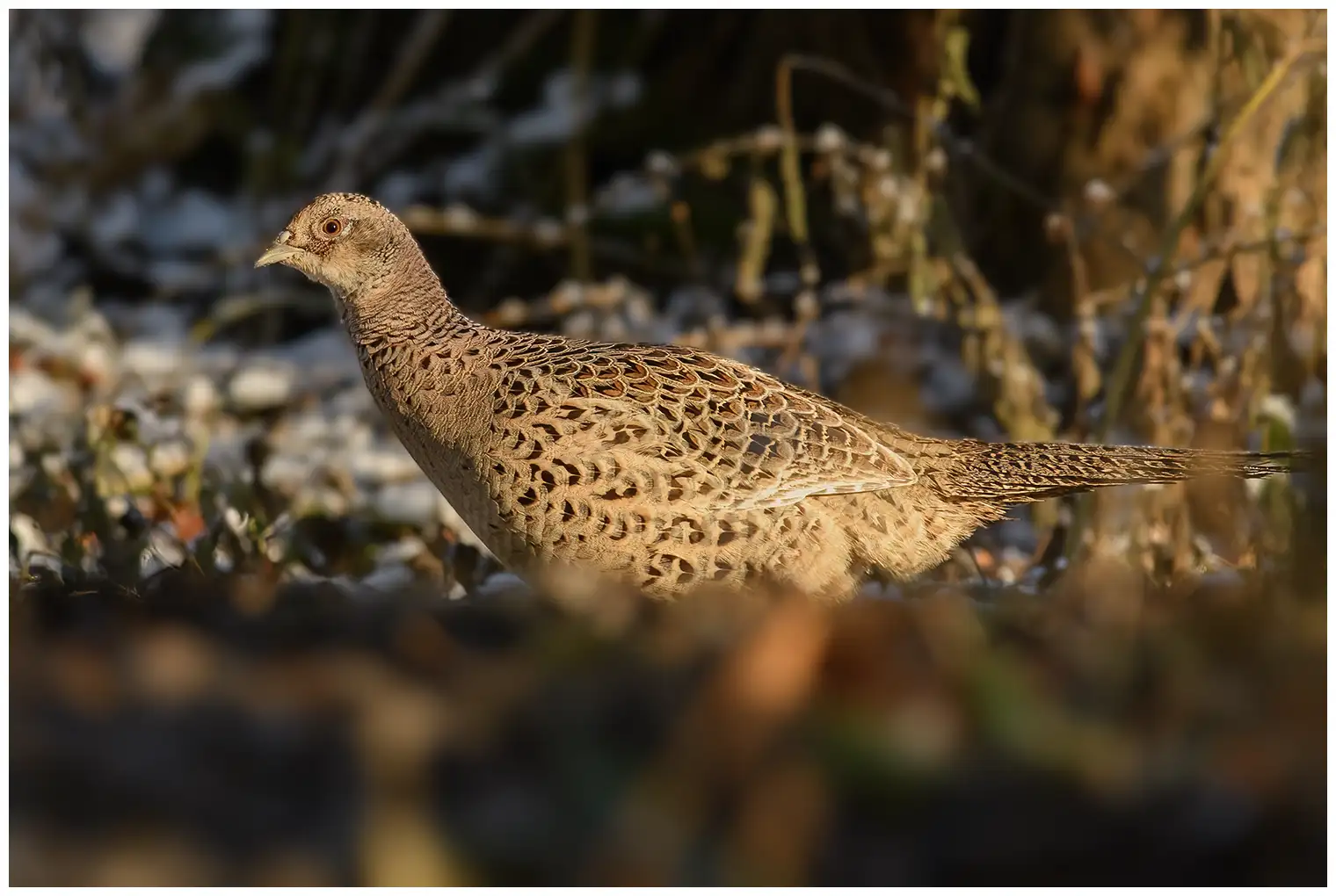 Pheasant