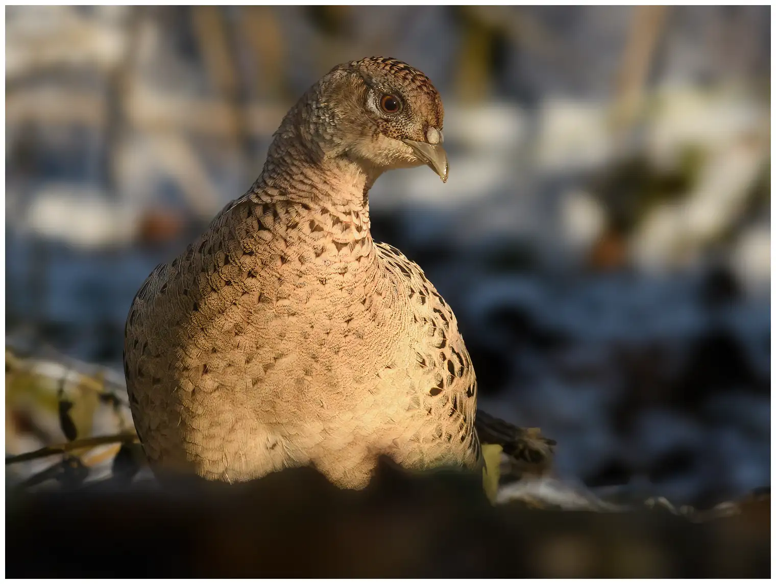Pheasant