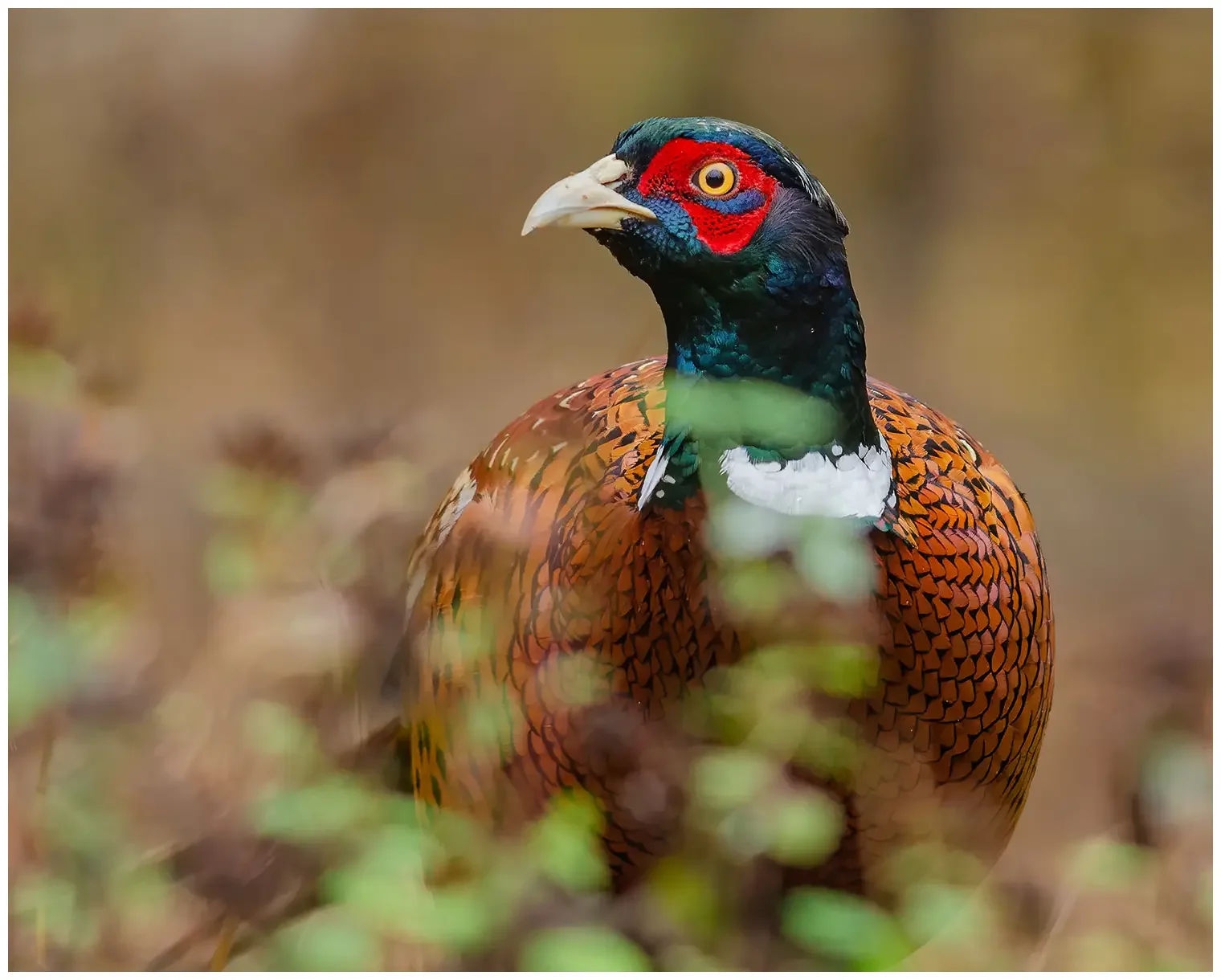 Pheasant