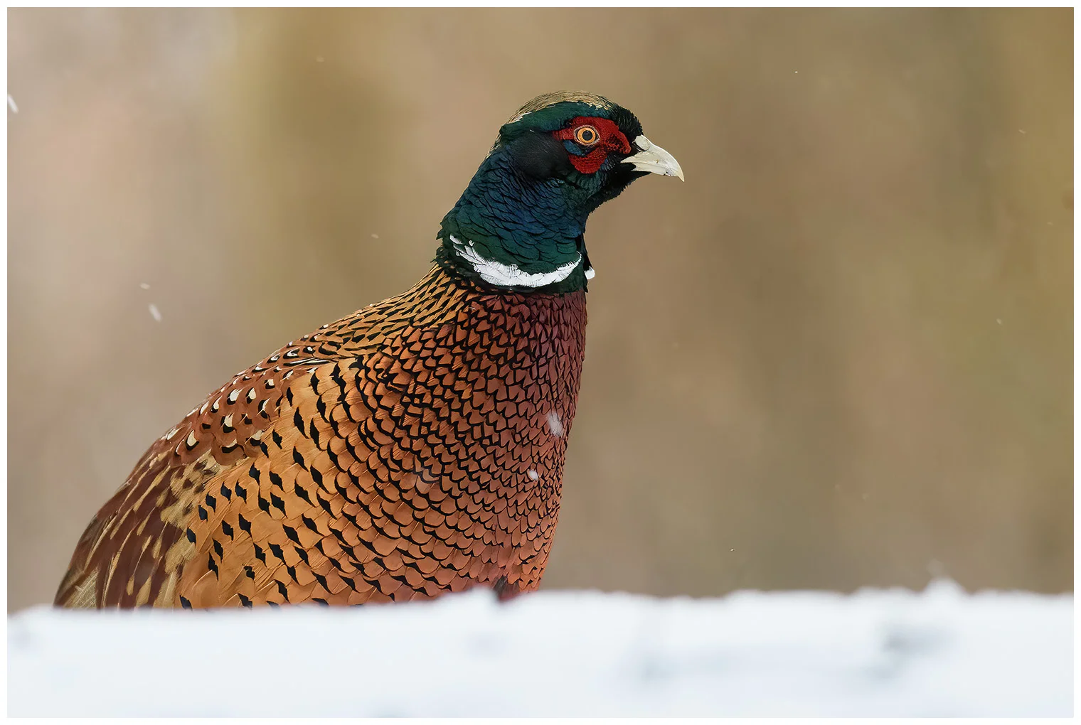 Pheasant