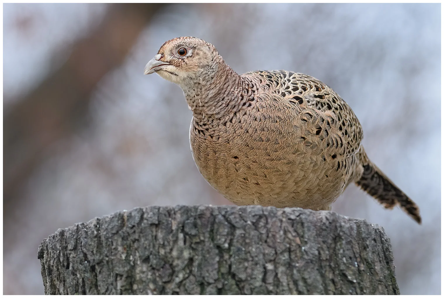 Pheasant