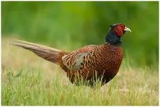 Pheasant