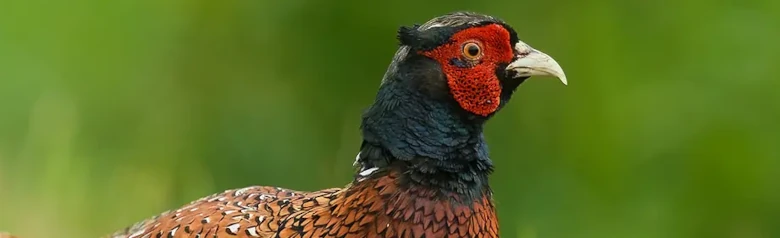 Pheasant. The male pheasant is easily recognizable with its shiny reddish-brown plumage and red face.