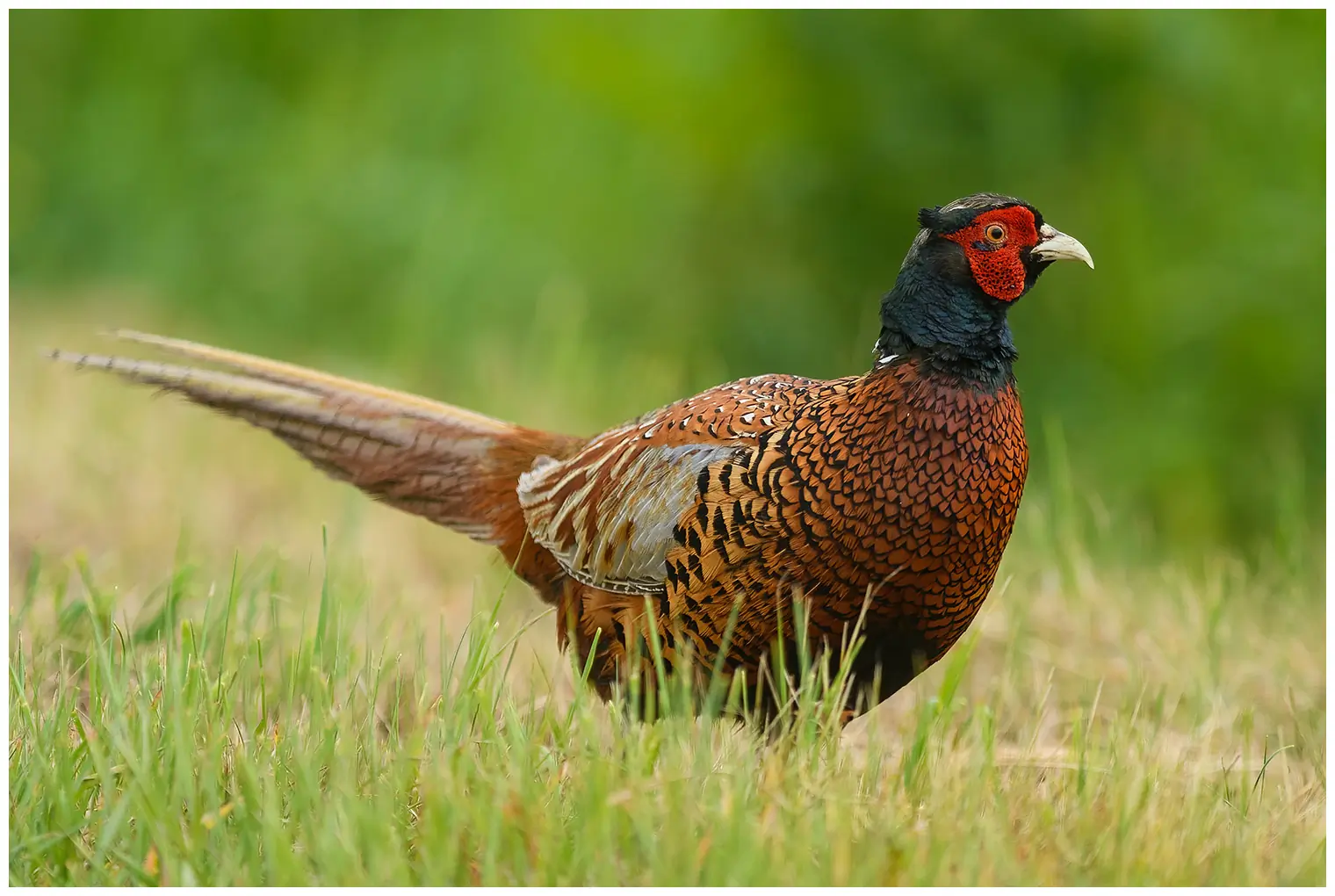 Pheasant. The male pheasant is easily recognizable with its shiny reddish-brown plumage and red face.