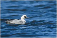 Smew